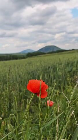 The video shows a close-up of a red poppy flower in a field of green grass. In the background, there are rolling hills under a cloudy sky. The camera is focused on the poppy, with the background slightly blurred. The image is still.