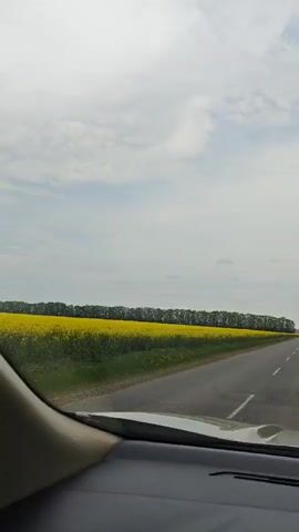 The view from inside a car driving down a paved road next to a field of bright yellow flowers. The sky is partly cloudy, and the horizon is lined with a row of trees behind the field. The car's dashboard is visible in the foreground. The video is shot from the driver's perspective.