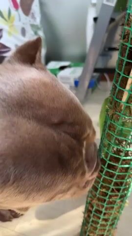 This is a close-up video of a fawn-colored dog with a brachycephalic (short-nosed) facial structure, likely a French Bulldog or similar breed. The dog is sniffing intently at a green mesh pole covered in moss, which appears to be a plant support or "totem" for a climbing plant. The dog's nose and snout are pressed against the mossy surface.

The background is softly blurred, but hints at an indoor setting. There are some out-of-focus items, including what looks like a roll of fabric with a floral pattern in muted colors, and a white box with green text and possibly an image of plants on it, suggesting a home environment where plants are kept. A silver-colored object, possibly a ladder or a piece of furniture, is visible in the upper right quadrant. The lighting suggests it's daytime, with natural light casting shadows on the wooden floor.

The dog's focus is entirely on the moss pole, and its expression is one of curiosity and investigation. There is no visible text within the frame of the video. The overall scene evokes a quiet, domestic moment of a pet exploring its surroundings.