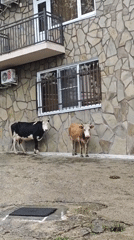 Rural scenes documented in Ldzaa: livestock, buildings, tunnel transit