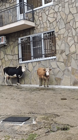 Rural scenes documented in Ldzaa: livestock, buildings, tunnel transit