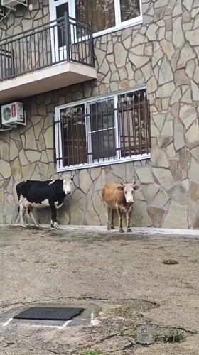 Rural scenes documented in Ldzaa: livestock, buildings, tunnel transit