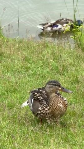 A close-up video shows a duck on grassy ground in the foreground. Another duck is partially submerged in the water behind it. The water is calm with ripples. Tall green grass and reeds grow along the bank of the water. The scene is set in natural daylight, suggesting an outdoor environment such as a park or pond. The video is shot vertically.