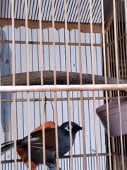 Caged birds of several species in Surabaya
