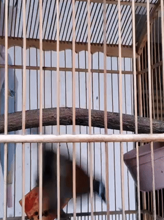 Caged birds of several species in Surabaya