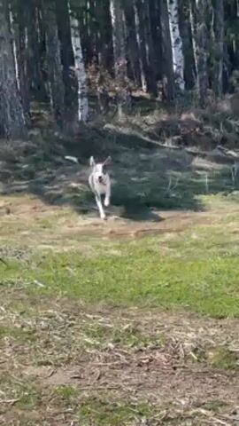 In a sunny outdoor setting, a dog runs towards the camera. The dog is medium-sized, with a gray body, white belly and legs, and dark patches around its eyes. It wears a brown collar. The dog is running across a grassy area with some bare patches, and behind it, there is a sparse forest with tall, thin trees. The dog stops directly in front of the camera, pants, and sniffs the ground.