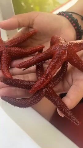 A person holds several red starfish in their hands. The person wears a beaded bracelet. The backdrop appears to be a lake or body of water with trees. The starfish are grouped together in the hands and have a slightly wet or shiny appearance. The person is sitting in what appears to be a boat or other watercraft with a white painted edge.
