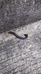 Millipede spotted on concrete surfaces in Koh Phangan, Thailand