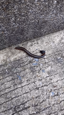 Millipede spotted on concrete surfaces in Koh Phangan, Thailand