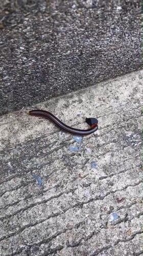 Millipede spotted on concrete surfaces in Koh Phangan, Thailand
