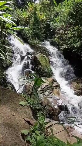 This is a vertical video of a waterfall cascading down moss-covered rocks. Lush green foliage surrounds the waterfall, with banana leaves visible at the top. The water is white and frothy as it tumbles over the rocks. Sunlight filters through the trees, illuminating the scene. The camera is positioned low, looking up at the waterfall.