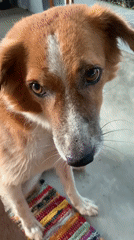 Dog spotted on rainy street in Kabalana, Sri Lanka