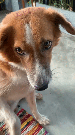 Dog spotted on rainy street in Kabalana, Sri Lanka