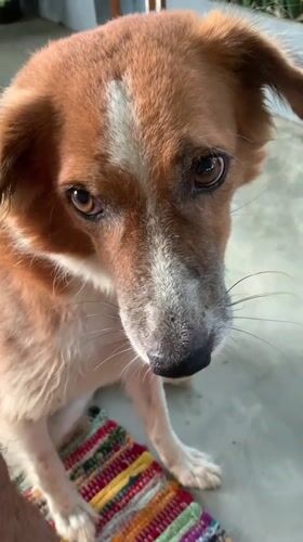 Dog spotted on rainy street in Kabalana, Sri Lanka