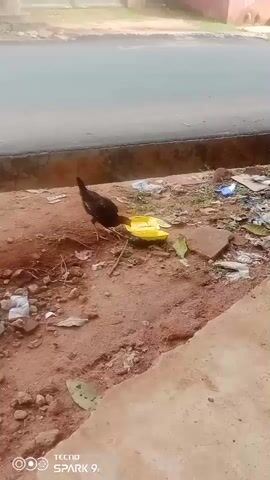 A black chicken is seen pecking at food from a yellow plastic bowl placed on dusty, reddish-brown dirt ground. The ground is uneven and littered with dry leaves, small pieces of plastic, and other debris. To the right, a concrete curb separates the dirt area from a flat concrete surface. In the background, a gray paved road is visible, with a slightly raised, less defined area beyond it. The scene appears to be an outdoor, possibly roadside or backyard setting during the daytime. The lighting suggests it is bright and clear. The bottom left corner of the video displays a watermark with the text "TECNO SPARK 9T." The overall visual environment is consistent with an outdoor area in a locality such as Akwa Etiti, Nigeria.