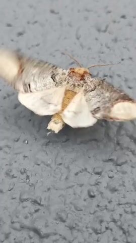 A moth with beige and gray wings is attached to a textured gray surface. The moth's body is segmented and beige, with a prominent yellow abdomen. Its wings are partially spread, with the tips blurred due to movement. The moth appears to be vibrating or attempting to fly.