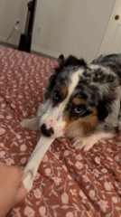 Blue merle dog refuses to give up a sock