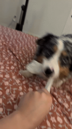 Blue merle dog refuses to give up a sock