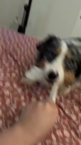A medium-sized dog with blue merle fur, white markings, and tan accents lies on a bed with a floral pattern. The dog has its mouth on a white sock and is pulling on it with its human's hand. The dog looks towards the camera.