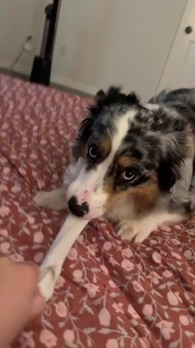 Blue merle dog refuses to give up a sock