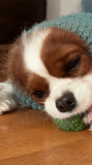 Puppy in crocheted hood eats broccoli in Montenegro