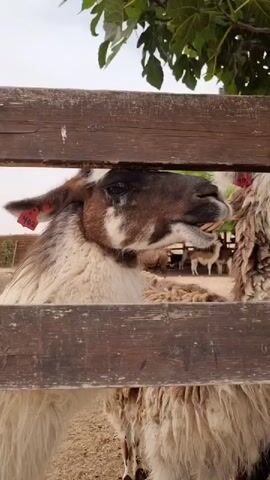 Here's a description of the video:
A llama chews and opens its mouth widely to expose its teeth. The llama has brown and white fur and an ear tag that reads "402." The llama is behind a wooden fence, and other llamas are visible in the background. The background also features a building with a roof and a tree with green leaves. The overall scene appears to be at a farm or petting zoo.