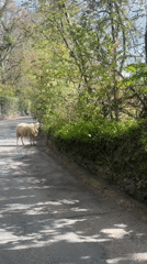 Sheep blocks country road in Tunbridge Wells, vehicle stops