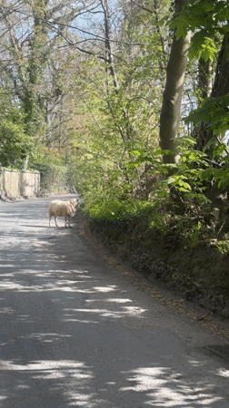 Sheep blocks country road in Tunbridge Wells, vehicle stops