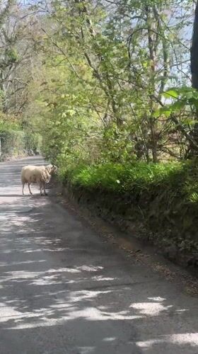 Sheep blocks country road in Tunbridge Wells, vehicle stops