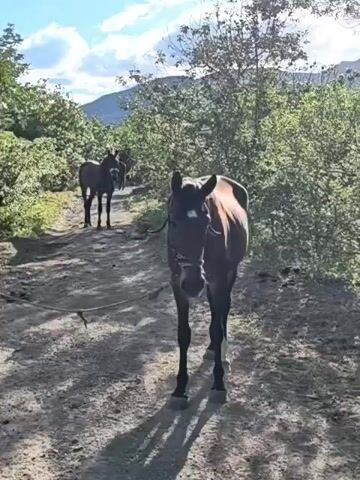 The video shows two horses standing on a dirt path surrounded by lush green foliage. The horse in the foreground is a dark brown bay with a white blaze on its forehead and white socks on its hind legs. It is wearing a bridle and a lead rope is visible, suggesting it might be tethered or being led. The second horse, also dark brown, is standing further back on the path, partially obscured by trees.

The scene appears to be outdoors, likely in a rural or natural setting, with trees lining the path and a hint of mountainous terrain in the background under a bright, partly cloudy sky. The lighting suggests it is daytime, possibly late afternoon given the warm, directional sunlight casting shadows on the ground. The overall atmosphere is peaceful and serene, with the horses appearing calm.

No people are visible in the frame. The activity captured is simply the horses standing in place. There is no discernible text within the video. The location context provided is Pushkino, Ukraine.