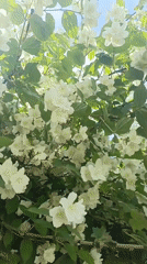 Spring blooms documented in Sevastopol gardens
