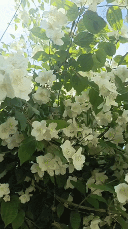 Spring blooms documented in Sevastopol gardens