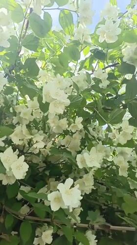Spring blooms documented in Sevastopol gardens