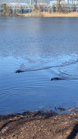 Ducks and walkways captured in Berlin afternoon documentation