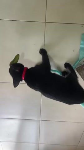 A black cat wearing a red collar plays with a green leaf on a tiled floor. The cat is lying on its back and batting at the leaf with its paws. A light blue ribbon is also present and appears to be part of a toy. There are some cardboard boxes and other objects in the background.