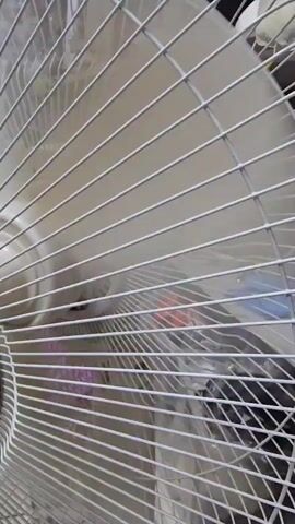 The video shows a close-up of an electric fan. The fan blades are rotating, creating a blurring effect. Some pink and purple objects are visible through the fan's grill. The fan appears to be in operation, possibly circulating air. The lighting is dim, and the background is indistinct.
