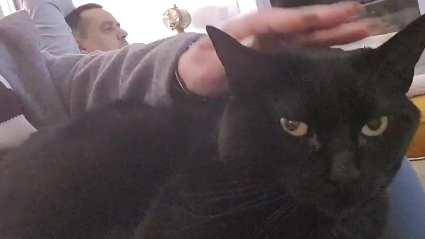 A man lies on a couch, petting a black cat that is lying on top of him. He is wearing a gray sweater. The cat has yellow eyes. Behind the man on a side table is a globe. Outside the window is a view of city lights.