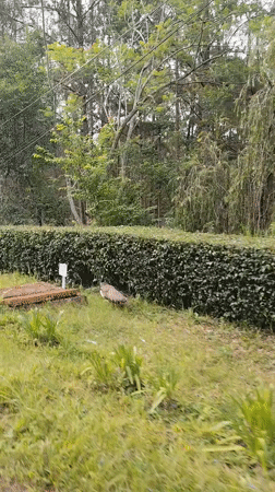 Wildlife spotted at Vietnamese resort grounds in Da Lat