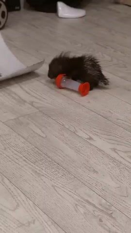 A very young porcupine, its quills still short and soft, is interacting with a clear plastic bottle with orange caps on each end. The porcupine is on its side, nudging the bottle with its nose and mouth. Its body is dark brown and appears fluffy. The bottle has white markings on it. The porcupine briefly lifts itself up onto its front legs, still holding onto the bottle. The scene takes place on a light-colored wooden floor. In the background, blurred, are dark and white objects, possibly furniture or clothing, and a white object that resembles a shoe or a piece of furniture.