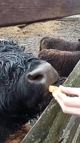 The video shows a person feeding a black Highland cattle with wet, curly fur. The cattle takes the food from the person's hand. The camera pans to show other Highland cattle in the background, including a brown one. The cattle are in a muddy pen with a wooden fence. The day seems overcast and damp.