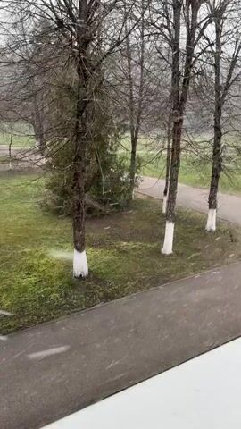 The video captures an outdoor scene from an elevated perspective, likely a window overlooking a park or green space. The main subjects are several bare-branched trees, characteristic of late autumn or winter, with their lower trunks painted white. A paved pathway curves through the green grass in the foreground and midground. In the background, more trees are visible. Light snow is visibly falling, creating a delicate, wintry atmosphere, though the ground remains green, suggesting a very light or recent snowfall. There are no people or discernible text in the video.