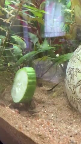 The video shows a close-up underwater view of a freshwater aquarium. In the foreground, a slice of cucumber is propped upright on the sandy substrate. Several small, translucent shrimp are visible on the substrate around the cucumber. In the background, lush green and reddish aquatic plants create a dense foliage. To the right, a decorative, textured object, possibly a ceramic ornament, is partially visible. The lighting appears to be artificial, typical of aquarium lighting, casting a natural glow on the scene. The overall environment is a well-maintained aquarium ecosystem, with the cucumber serving as a food source for the shrimp.