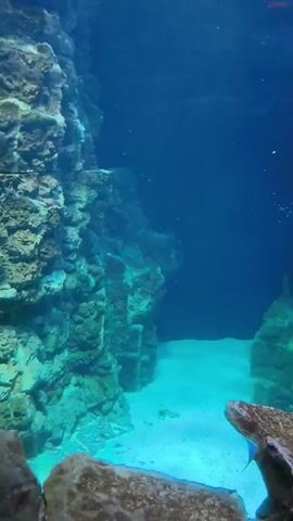 The video shows an underwater view of a rock formation with a shark swimming by. The shark is purple and has black fins. The water is blue and there are some bubbles in the water. The rock formation appears to be artificial, likely in an aquarium.