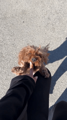 Woman plays with small dog in Bulgarian village