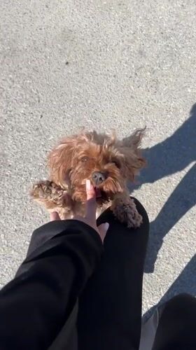 Woman plays with small dog in Bulgarian village