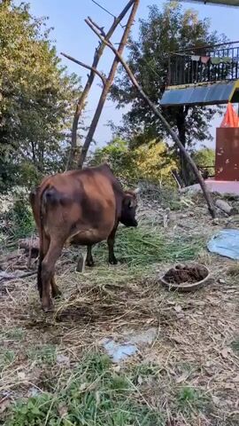 A brown cow is shown from behind and to the side, eating green grass. The cow is in an outdoor area with trees and dry grass on the ground. There is a pile of what appears to be dried cow dung in a dish to the right of the cow. There are also some wooden structures and possibly a building in the background.