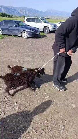 A man is walking two goats on a leash. The man is wearing a black hooded sweatshirt and black pants. The goats are dark brown and appear to be young. They are walking on a dirt path. There are several cars parked in the background, as well as some mountains in the distance. The sky is blue and it appears to be a sunny day.