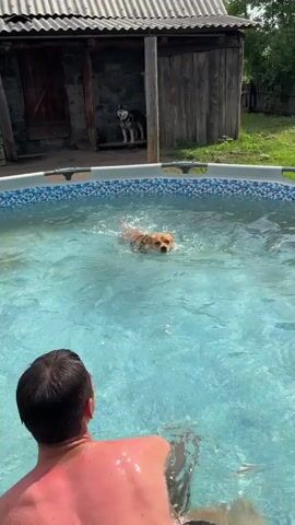 A young man is in a swimming pool, wearing a black harness. He is holding a small, light brown dog that is also wearing a black harness and swimming in front of him. The dog is paddling with its front legs and looking towards the man. In the background, another dog, a husky, is standing near a wooden structure. The pool is filled with clear blue water and has a white and blue patterned border. The day appears to be sunny.