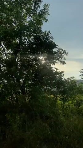 This media file captures a fleeting glimpse of a rural landscape, likely from a moving vehicle. The dominant subjects are the lush green trees and foliage, seen in various stages of density and foliage, with the sun's rays intermittently breaking through the canopy. The scene suggests a natural environment, possibly a countryside road or pathway lined with trees.

The activity appears to be travel, indicated by the blurred motion and the continuous progression of the scenery. The sun is prominently visible, suggesting it is daytime, likely late afternoon or early evening given the angle and intensity of the light, creating a warm, possibly serene or slightly hazy atmosphere. The weather seems fair, with a partly cloudy sky.

Notable details include the presence of power lines and a utility pole in one segment, a common feature in rural areas, hinting at human infrastructure within the natural setting. There are also glimpses of what appears to be dry grass and possibly some discarded debris in the foreground in certain frames, adding a touch of realism to the scene. The overall mood is one of peaceful movement through nature. No specific people are discernible, and there is no visible text. The context of "Tatarca, Russia" places this scene within a specific geographical region known for its natural beauty and rural character.