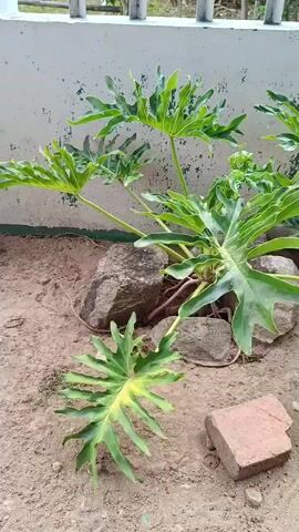 The video shows a philodendron plant with large, lobed green leaves growing in sandy soil. There are two rocks near the base of the plant, and two broken bricks are on the ground in front of it. A white wall with some discoloration is in the background, with a white fence-like structure on top of the wall. The plant is the central focus of the video, and the camera pans slowly across it.